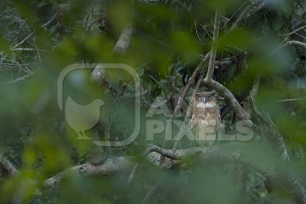 Tawny fish owl sitting in a tree in the forest