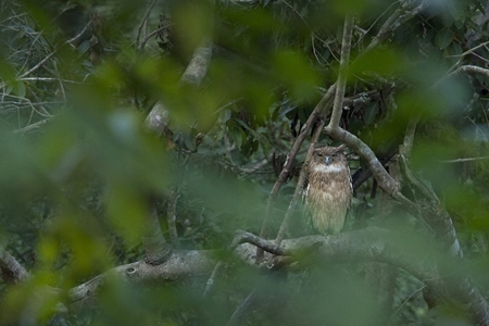 Tawny fish owl sitting in a tree in the forest