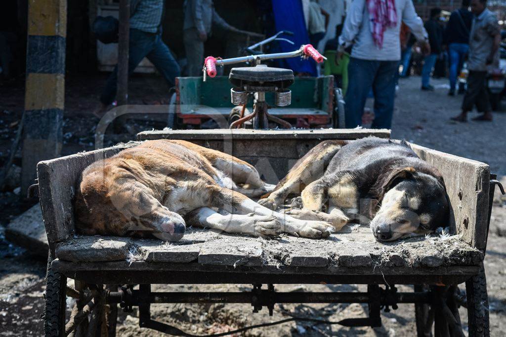 Indian street dogs or Indian stray pariah dogs sleeping on a cart at Ghazipur murga mandi, Ghazipur, Delhi, India, 2022