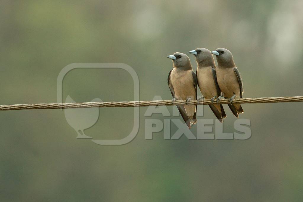 Three ashy woodswallows sitting on a line