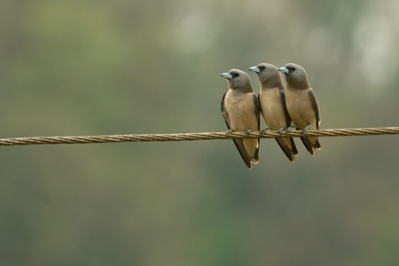 Three ashy woodswallows sitting on a line