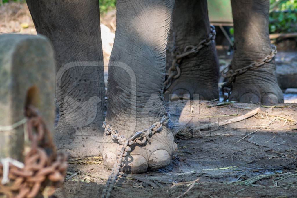 Captive elephant in chains at an elephant camp in Guruvayur in Kerala to be used for temples and religious festivals