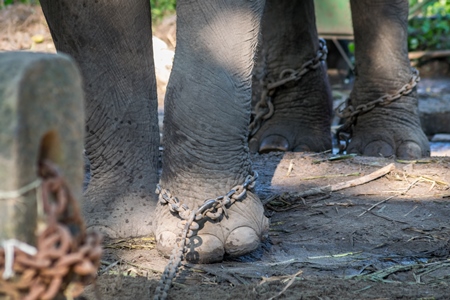 Captive elephant in chains at an elephant camp in Guruvayur in Kerala to be used for temples and religious festivals