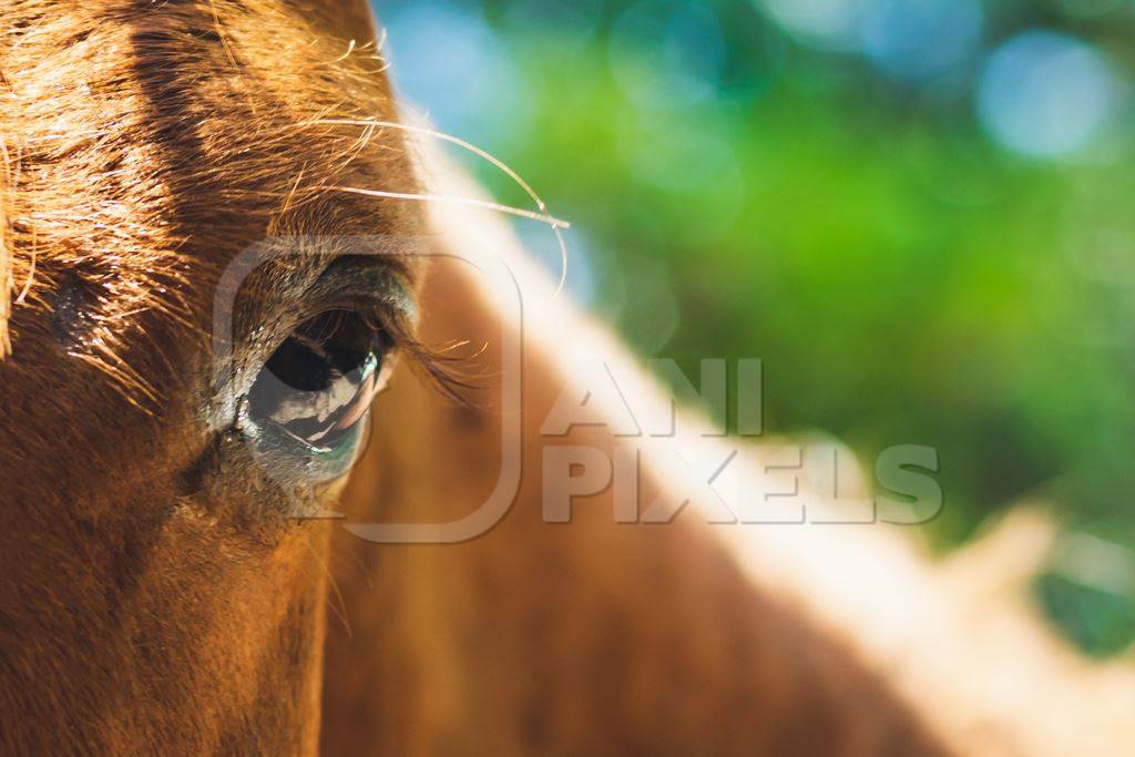 Close up of eye of brown horse in sunlight with green background