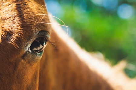 Close up of eye of brown horse in sunlight with green background