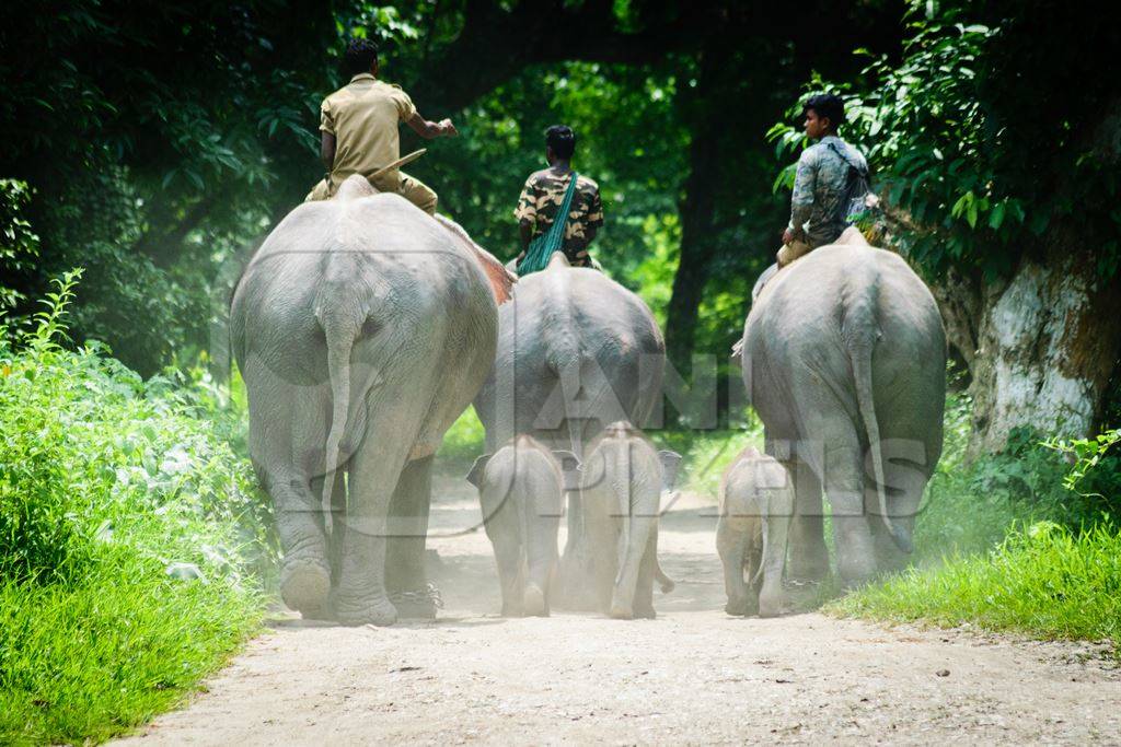 Elephants used for tourist elephant safari rides in Kaziranga National Park