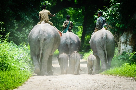 Elephants used for tourist elephant safari rides in Kaziranga National Park