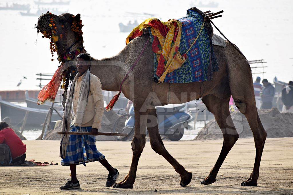 Man leading camel used for tourist rides along a beach