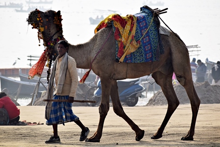 Man leading camel used for tourist rides along a beach