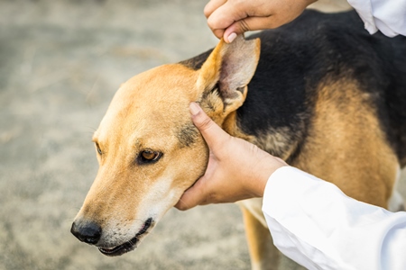 Veterinarian examining the ears of a street dog