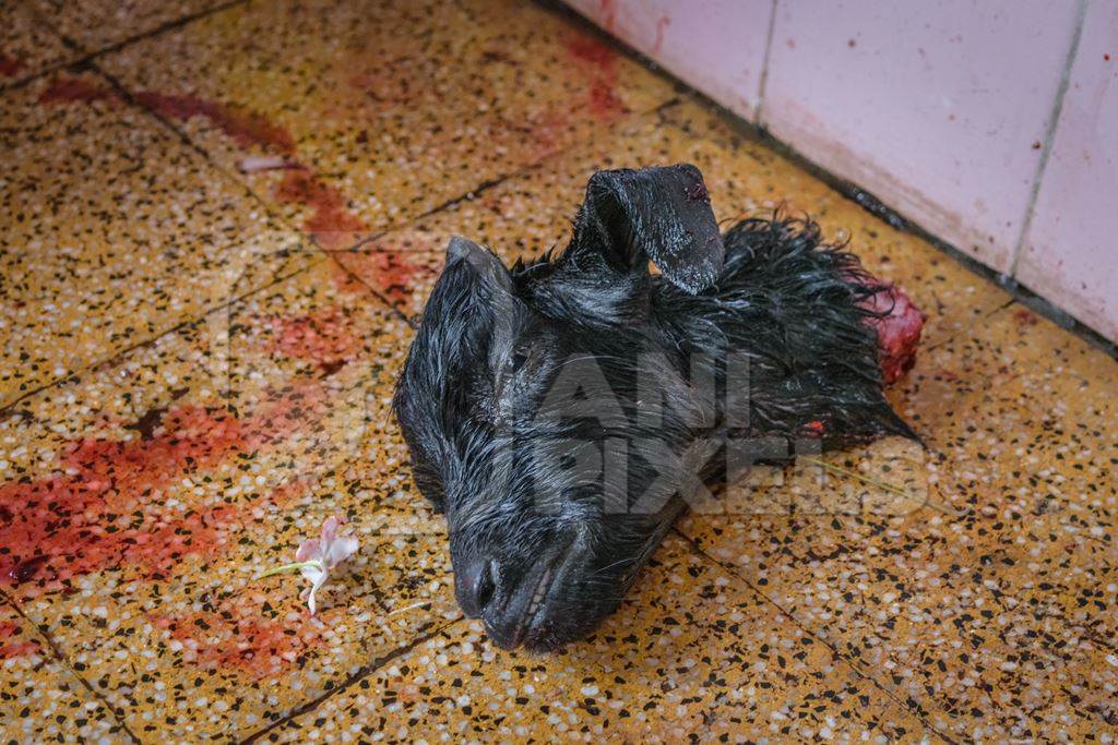 Head of Indian goat killed by religious slaughter or animal sacrifice by priests inside Kamakhya temple in Guwahati, Assam, India, 2018