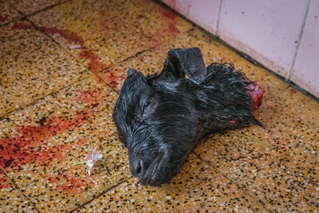 Head of Indian goat killed by religious slaughter or animal sacrifice by priests inside Kamakhya temple in Guwahati, Assam, India, 2018