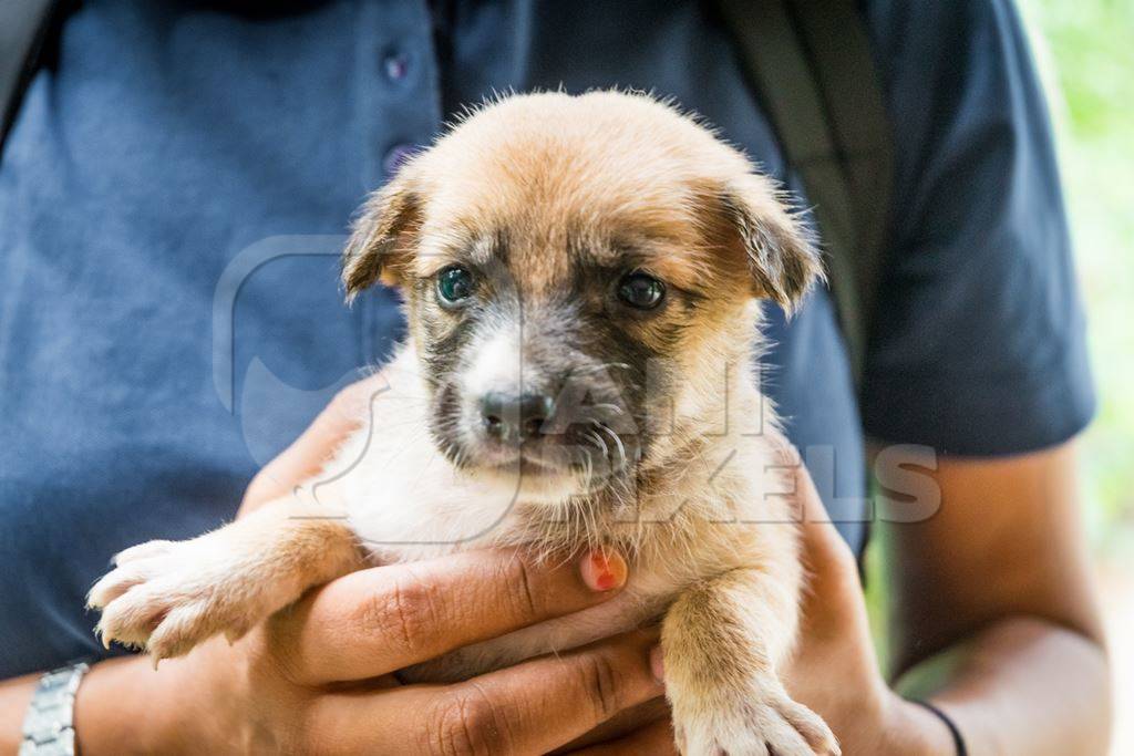 Volunteer holding cute stray street puppy in her hands