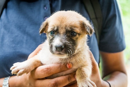 Volunteer holding cute stray street puppy in her hands