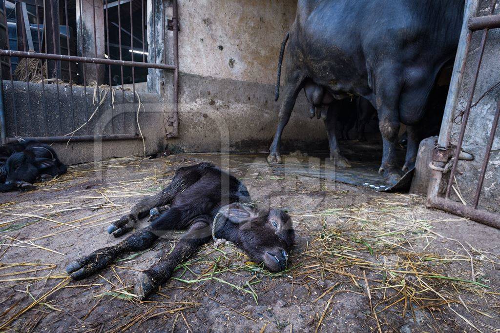 Dead Indian buffalo calf lying on the ground on an urban dairy farm or tabela, Aarey milk colony, Mumbai, India, 2023