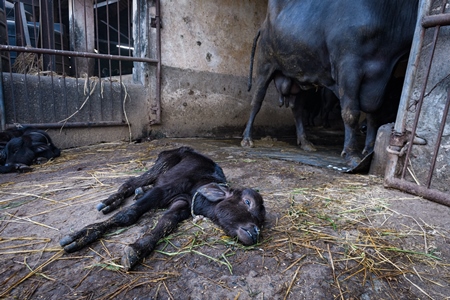 Dead Indian buffalo calf lying on the ground on an urban dairy farm or tabela, Aarey milk colony, Mumbai, India, 2023