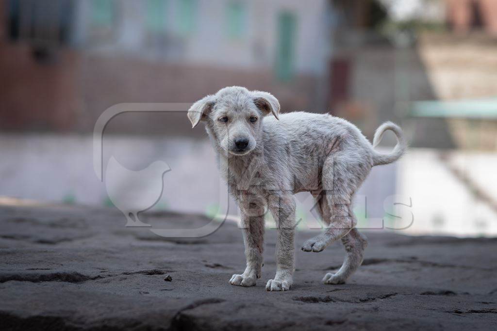 Small white Indian street dog puppy or stray pariah dog puppywith skin infection in the urban city of Jodhpur, India, 2022