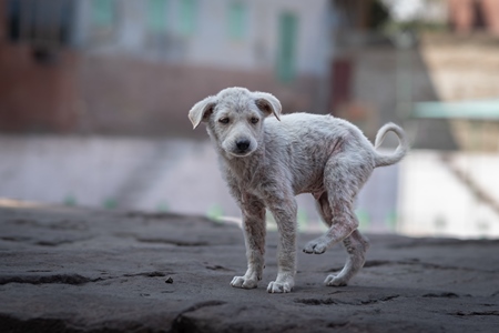 Small white Indian street dog puppy or stray pariah dog puppywith skin infection in the urban city of Jodhpur, India, 2022