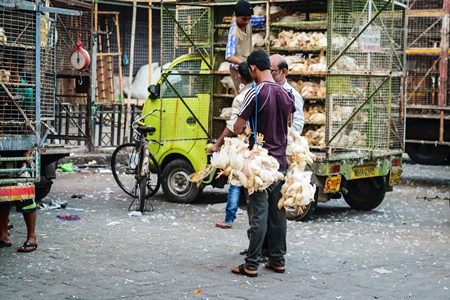 Broiler chickens raised for meat being unloaded from transport trucks near Crawford meat market