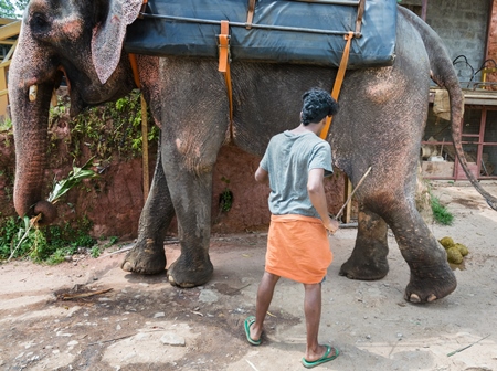 Man with a stick hitting and poking an elephant used for tourist rides in the hills of Munnar in Kerala