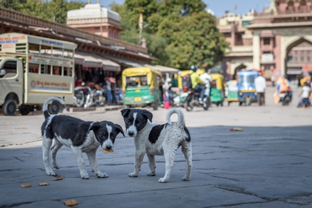 Small Indian street dog puppies or stray pariah dog puppies in the main square of Jodhpur, India, 2022
