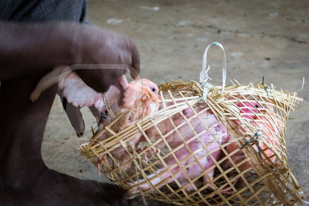 Pigeons for religious sacrifice at Kamakhya temple in Guwahati in Assam