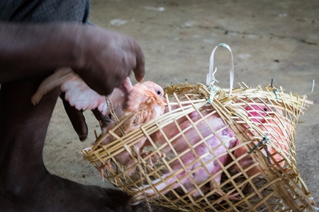 Pigeons for religious sacrifice at Kamakhya temple in Guwahati in Assam