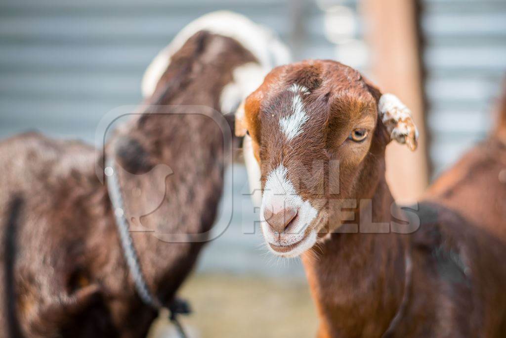 Brown baby goats tied up at a goat market at Sonepur cattle fair in Bihar