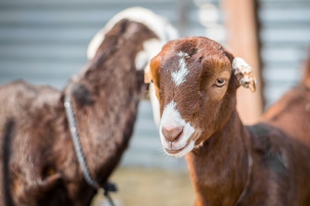 Brown baby goats tied up at a goat market at Sonepur cattle fair in Bihar