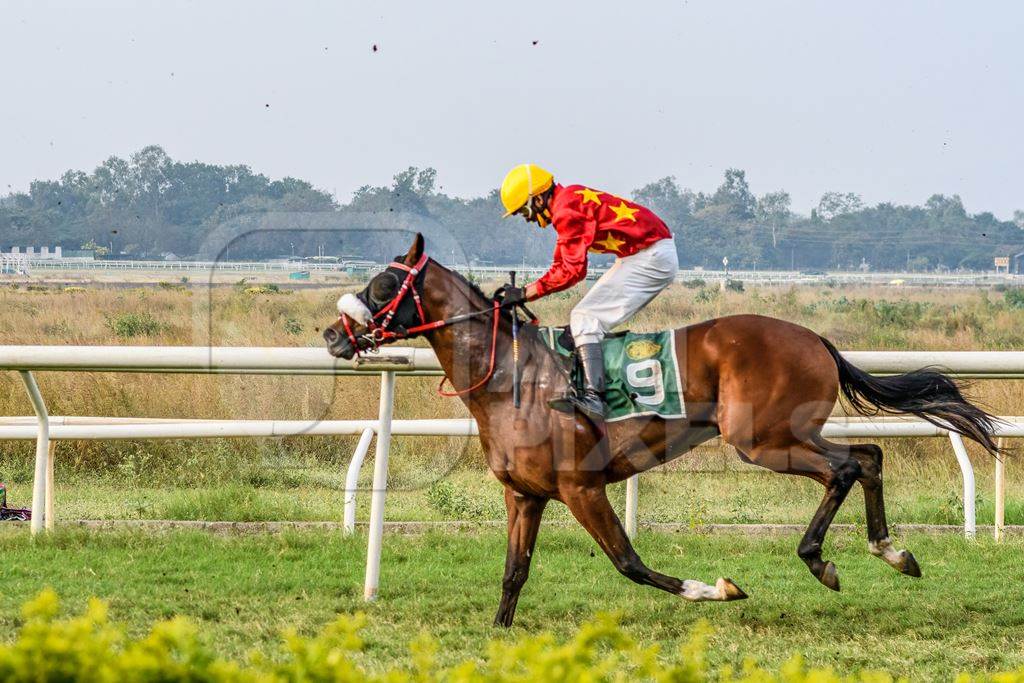 Indian horse racing in horse race at Pune racecourse, Maharashtra, India, 2021