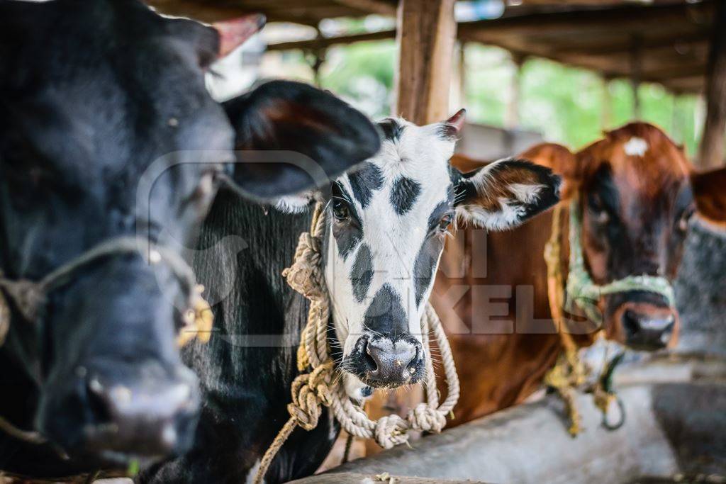 Dairy cows tied up in a stall in an urban dairy in Maharashtra