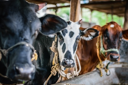 Dairy cows tied up in a stall in an urban dairy in Maharashtra