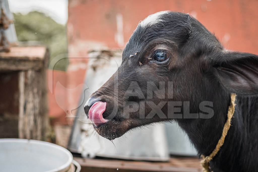 Small buffalo calf on urban dairy farm with milk pails in the background