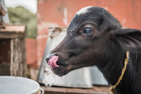 Small buffalo calf on urban dairy farm with milk pails in the background