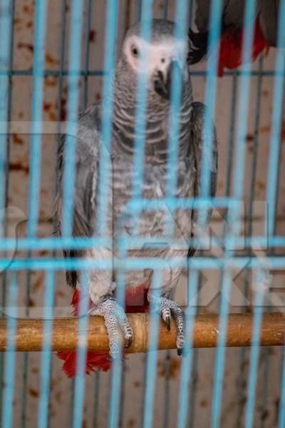 African grey parrot on sale in cage at Crawford pet market in Mumbai, India