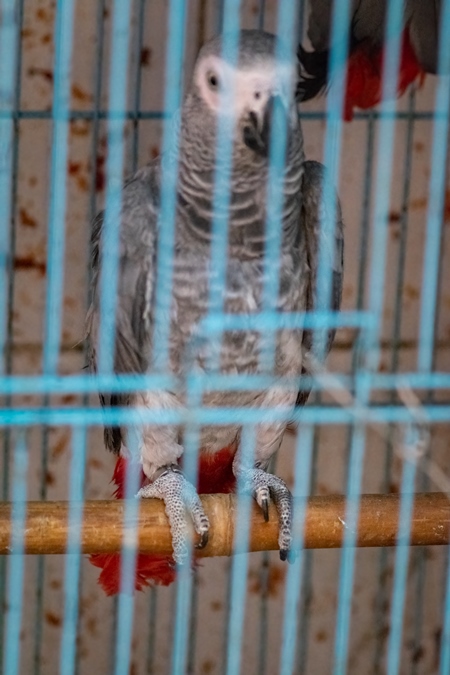 African grey parrot on sale in cage at Crawford pet market in Mumbai, India