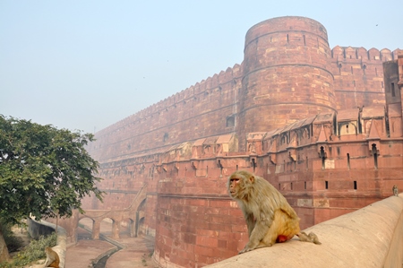 Monkey sitting at The Red Fort, Agra