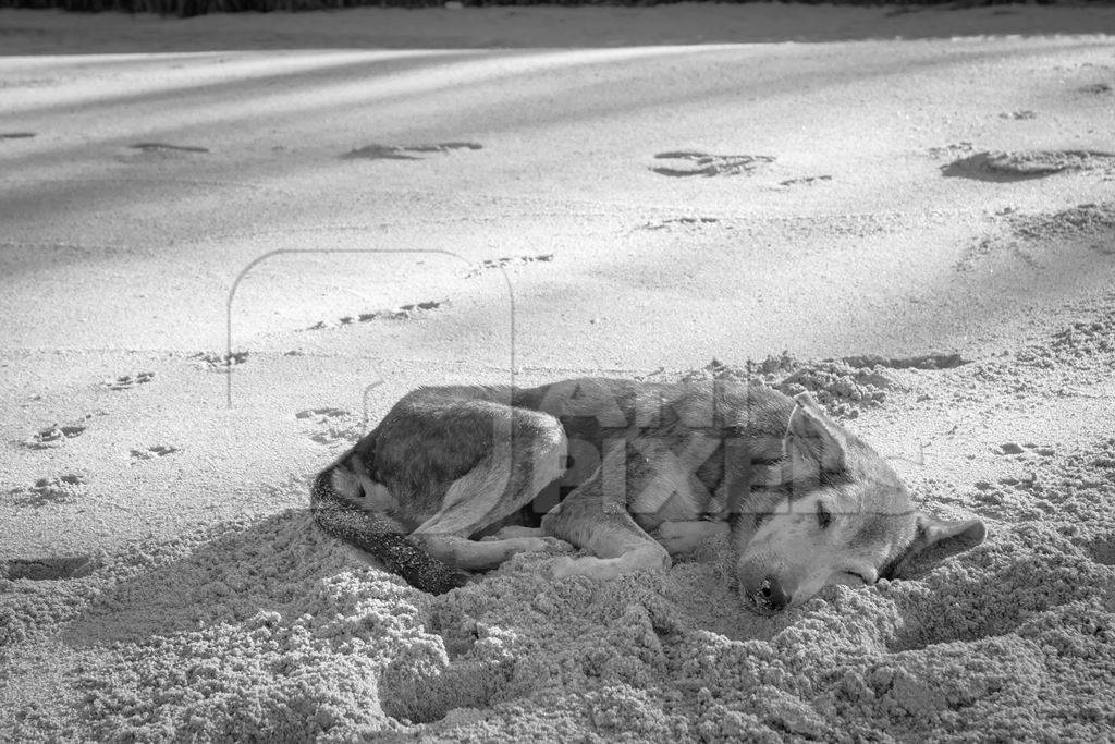 Beach dog on sandy beach in Goa in black and white also stray dog or street dog