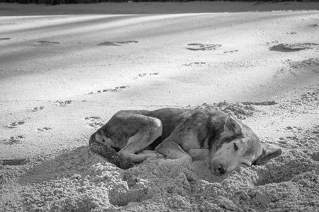 Beach dog on sandy beach in Goa in black and white also stray dog or street dog