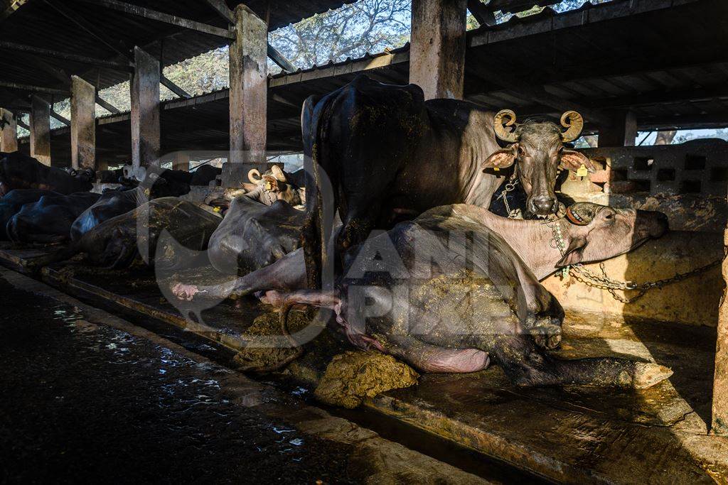 Indian buffaloes lying in dirty and unhygienic conditions while chained up on an urban dairy farm or tabela, Aarey milk colony, Mumbai, India, 2023