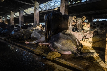 Indian buffaloes lying in dirty and unhygienic conditions while chained up on an urban dairy farm or tabela, Aarey milk colony, Mumbai, India, 2023