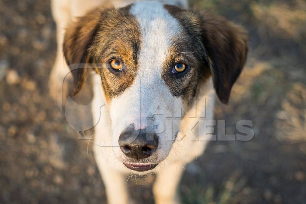 Stray street dog with big eyes looking up at the camera in an urban city