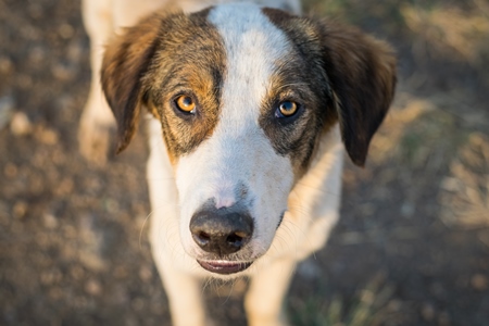 Stray street dog with big eyes looking up at the camera in an urban city