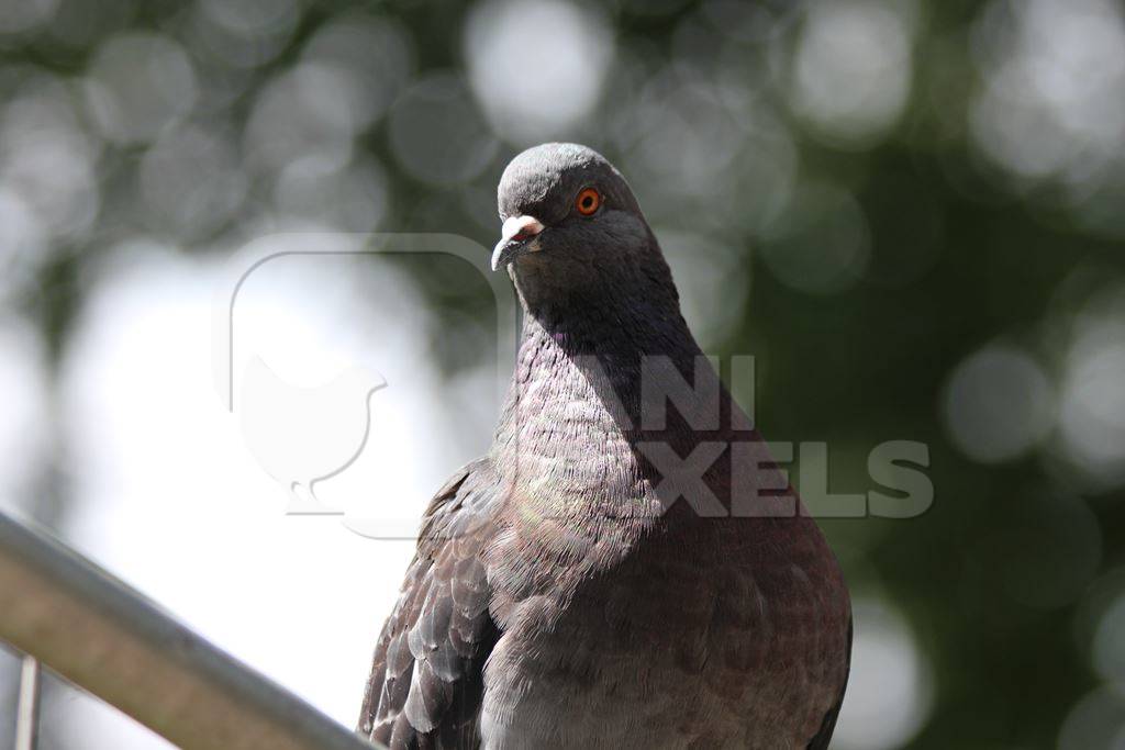 One grey pigeon