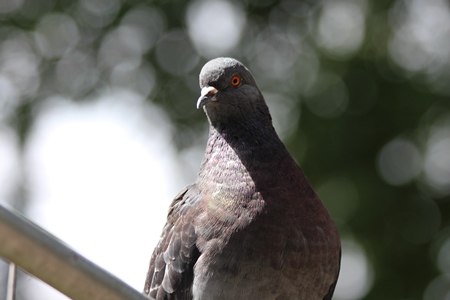 One grey pigeon