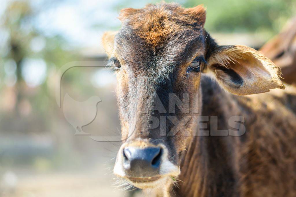 Street cow on street in Bikaner in Rajasthan