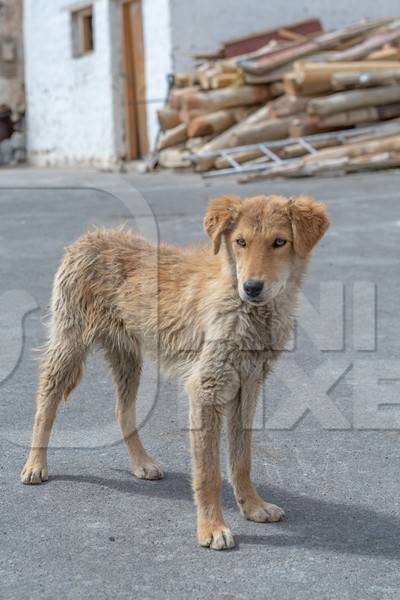 Indian street or stray dog in Ladakh in the mountains of the Himalayas