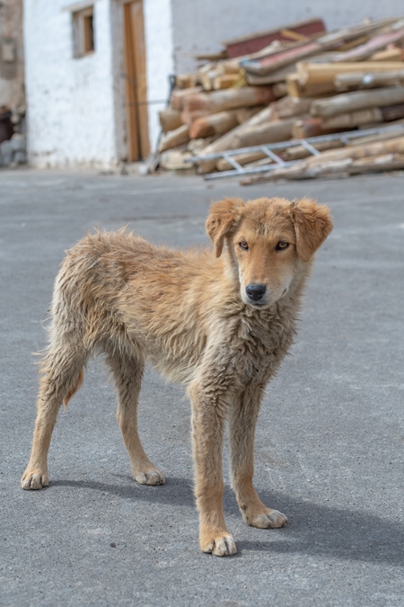 Indian street or stray dog in Ladakh in the mountains of the Himalayas