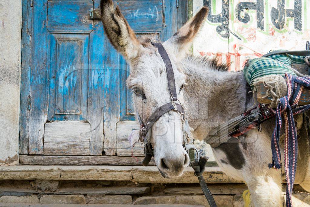 Working grey donkey with harness in Rajasthan in front of blue door