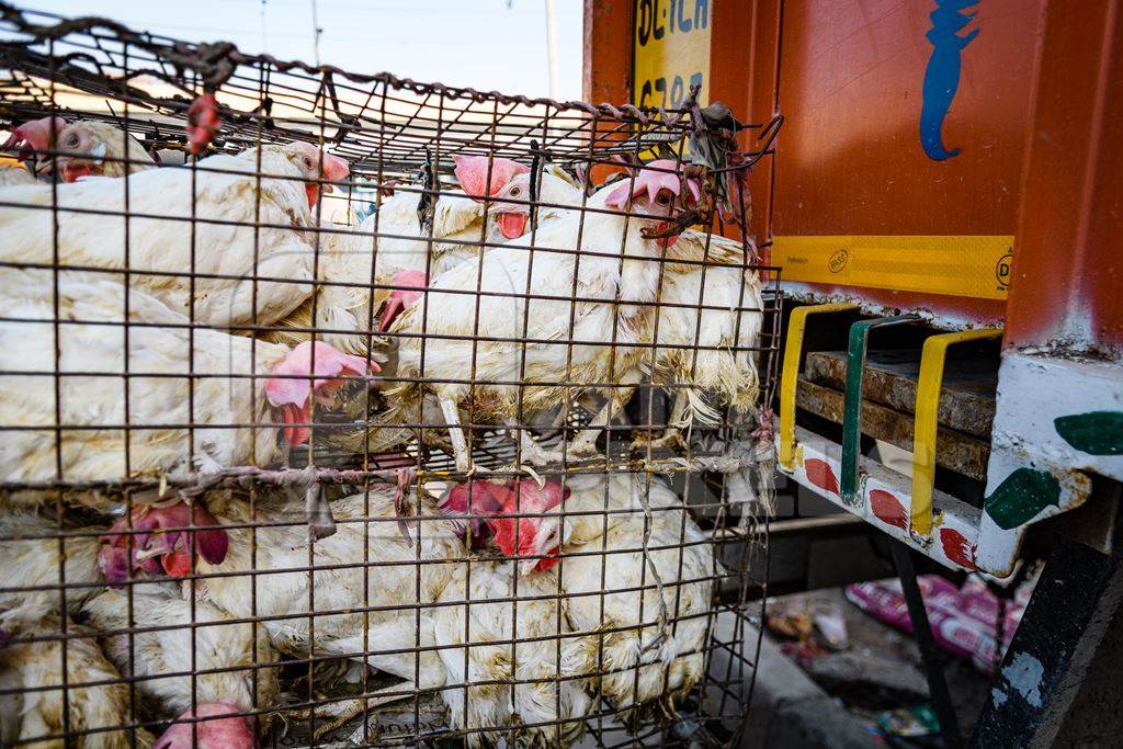 Indian broiler chickens packed tightly in cages on a motorbike at Ghazipur murga mandi, Ghazipur, Delhi, India, 2022